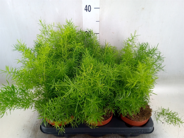 <h4>Asparagus dens. 'Sprengeri'</h4>