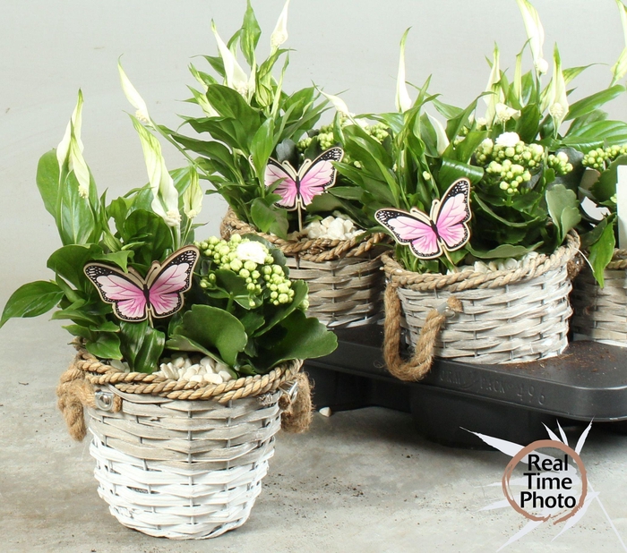 <h4>ARR KAMERPL</h4>