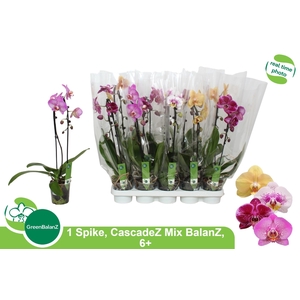 PHAL EL CASCADE