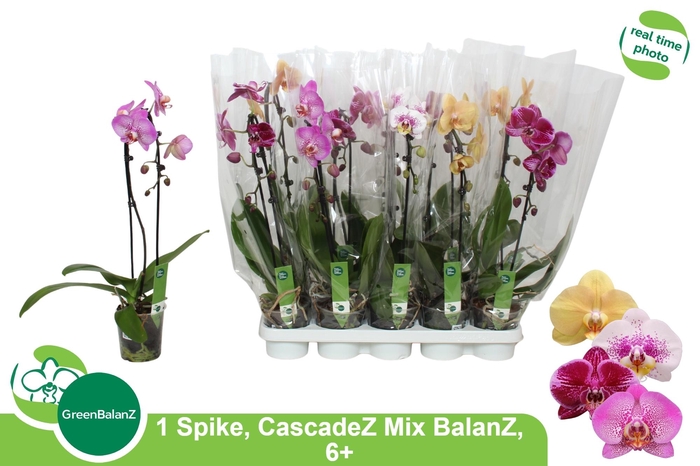 <h4>PHAL EL CASCADE</h4>