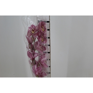 CYMBIDIUM HT 10/14 FLS ROSA