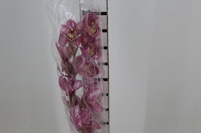 <h4>CYMBIDIUM HT 10/14 FLS ROSA</h4>