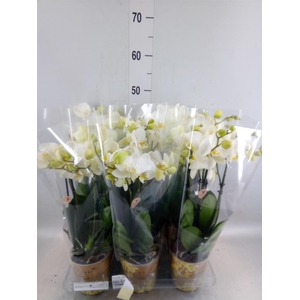 Phalaenopsis   ...white