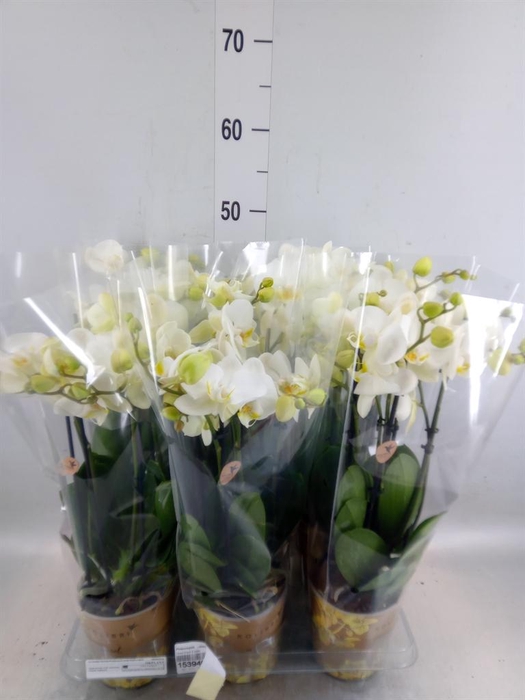 <h4>Phalaenopsis   ...white</h4>