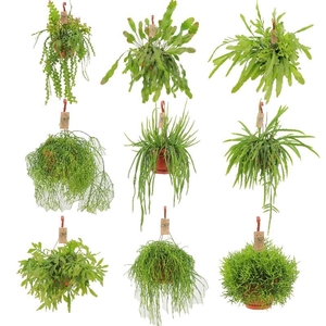 Rhipsalis Gemengd hangpot P21 Hang mix