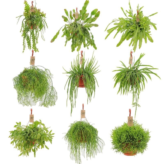 <h4>Rhipsalis Gemengd hangpot P21 Hang mix</h4>