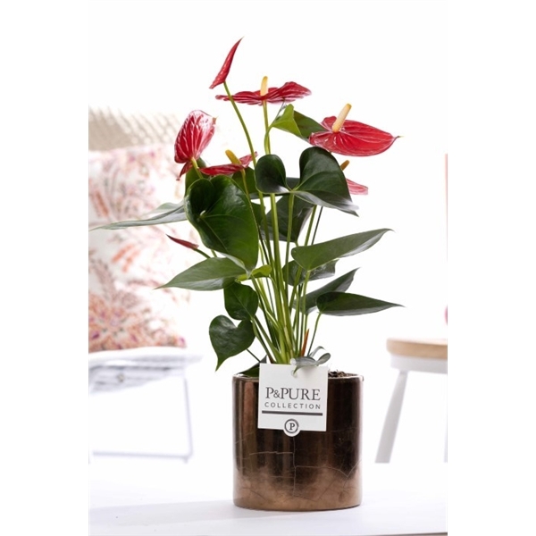 <h4>Anthurium red (Micra) in P&PURE Juliette gold bronze</h4>