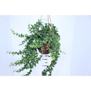 AESCHYNANTHUS RASTA C21