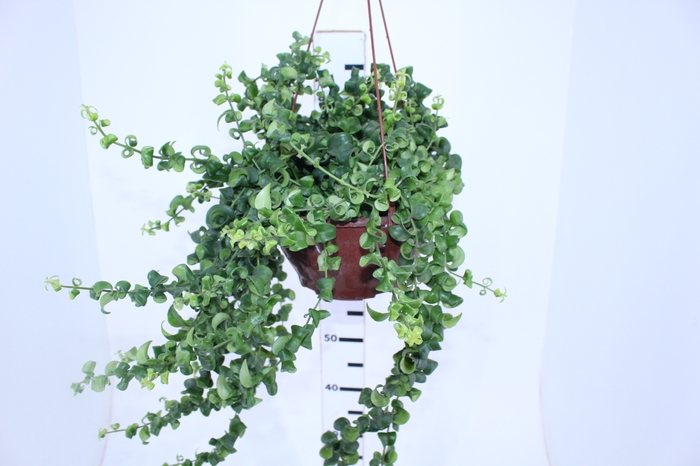 AESCHYNANTHUS RASTA C21