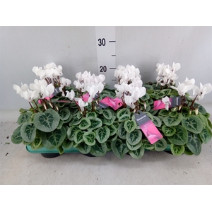 Cyclamen KL 'Picasso'