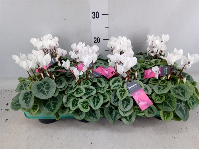 <h4>Cyclamen KL 'Picasso'</h4>