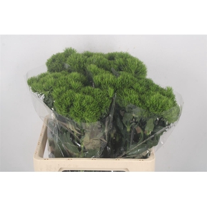 Di Barb Kiwi Mellow X10