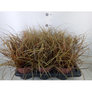 Uncinia rubra 'Everflame'