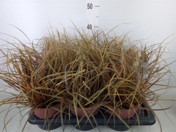 <h4>Uncinia rubra 'Everflame'</h4>