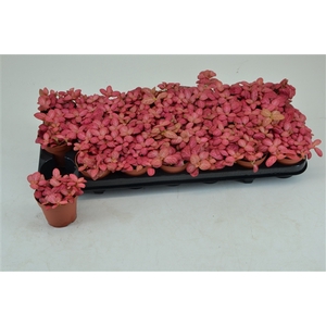 FITTONIA PINK SPECIAL 8,5 CM