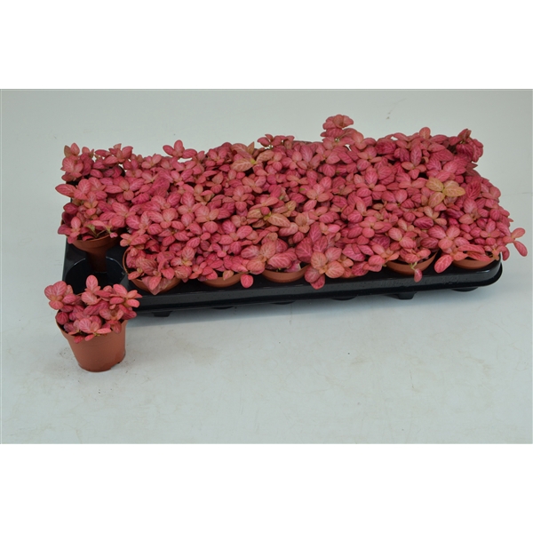 <h4>FITTONIA PINK SPECIAL 8,5 CM</h4>
