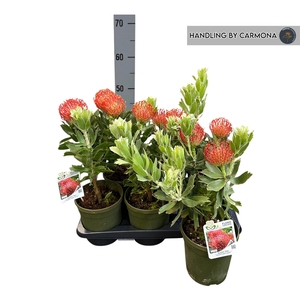 LEUCOSPERMUM OV