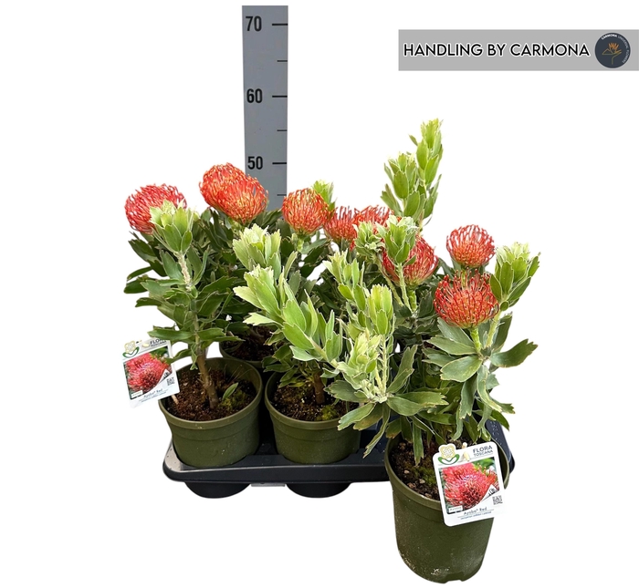 <h4>LEUCOSPERMUM OV</h4>