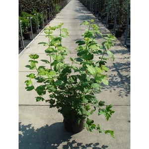 Viburnum opulus 'Roseum' 100-125 C12
