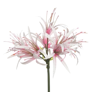 AF Nerine L85cm L.Pink