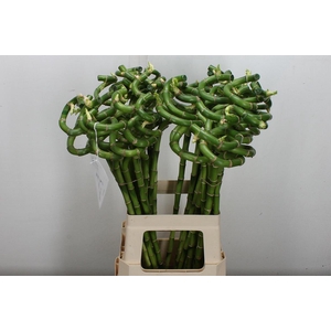 Drac Lucky Bamboo 70cm