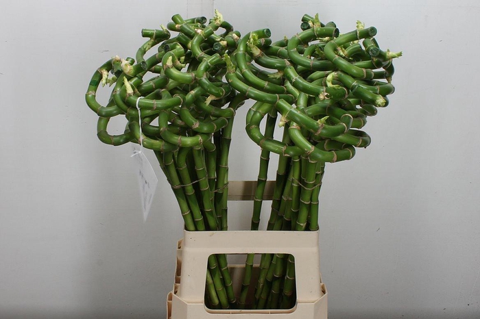 <h4>Drac Lucky Bamboo 70cm</h4>