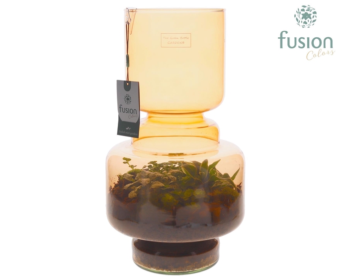 <h4>Green Bottle Lotte Large bruin met Terrarium arrangement</h4>