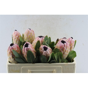 Protea Susara Ex