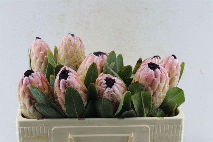 <h4>Protea Susara Ex</h4>