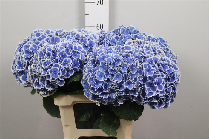 <h4>Hydr M Beau Dali</h4>