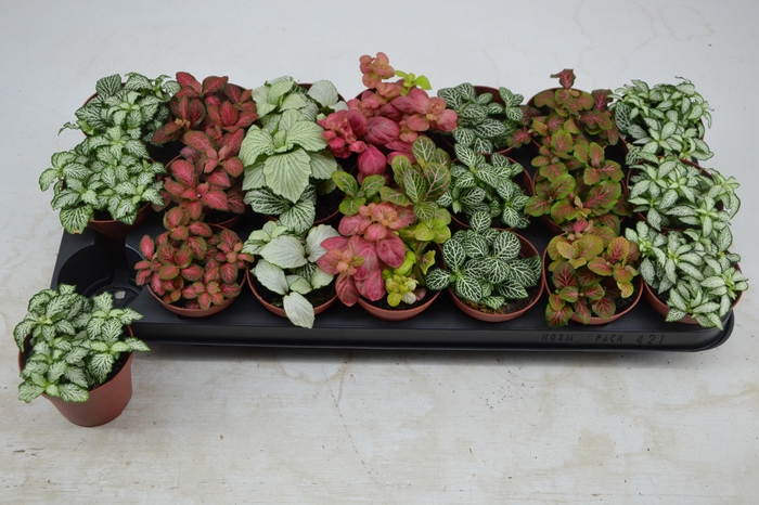 <h4>FITT GEM 7 KL</h4>