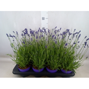 Lavandula angus. 'Essence Pure'