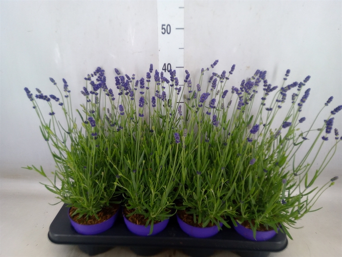 <h4>Lavandula angus. 'Essence Pure'</h4>