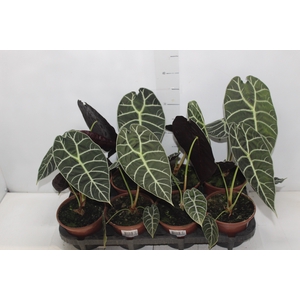 ALOCASIA WATSONIANA TIFFANY P15