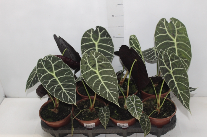 <h4>ALOCASIA WATSONIANA TIFFANY P15</h4>