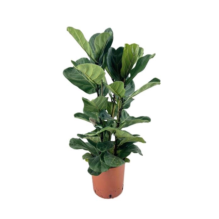 <h4>Ficus lyrata</h4>