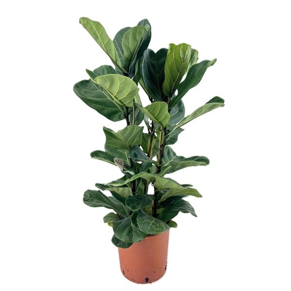 Ficus lyrata