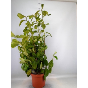 Prunus lauroc. 'Rotundifolia'