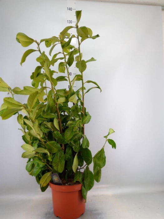 <h4>Prunus lauroc. 'Rotundifolia'</h4>