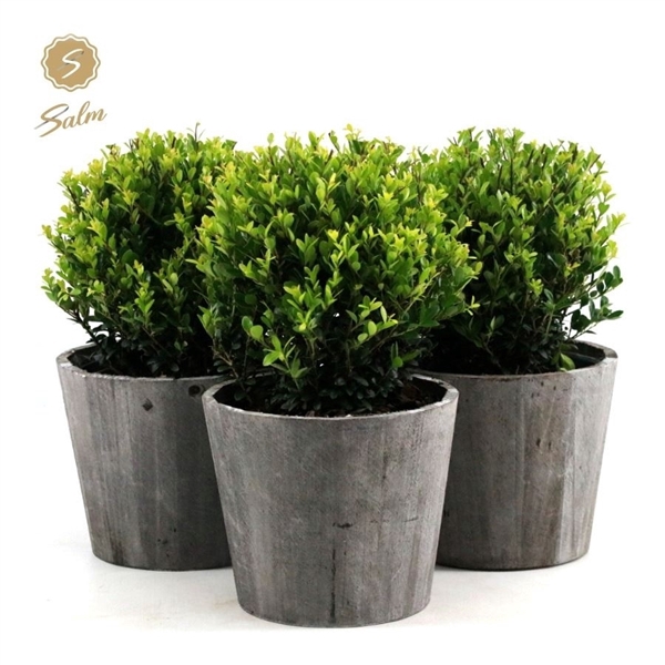 <h4>Ilex crenata 'Jenny'® Ball Ø20cm P17 in Wood</h4>