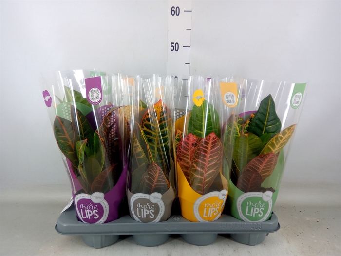 <h4>Codiaeum var. GR 'Petra'</h4>