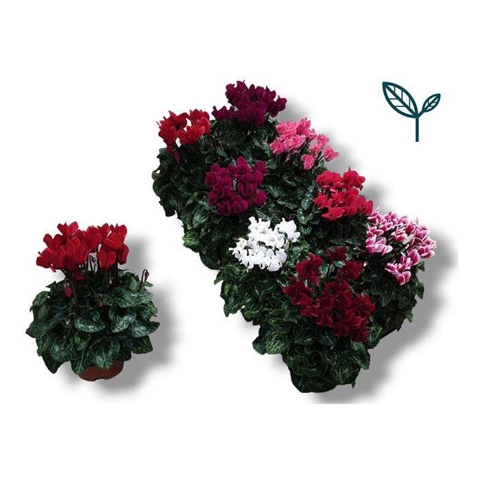 <h4>Cyclamen persicum SS Compact mixed 10,5Ø 25cm</h4>