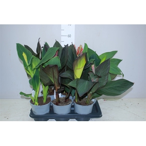 Canna Cannova Gemengd
