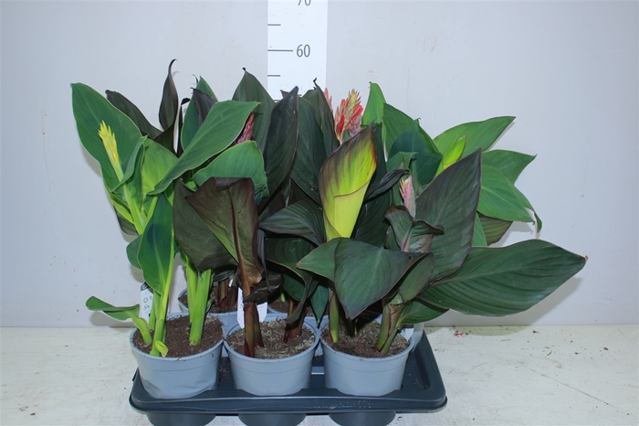<h4>Canna Cannova Gemengd</h4>