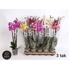 Phal Gem 8 Kl