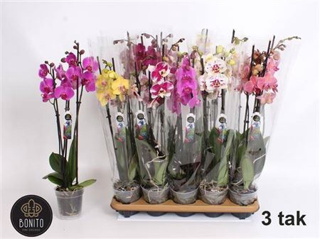 Phal Gem 8 Kl