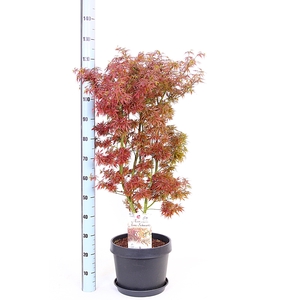 ACER PA JER SCHWARTZ