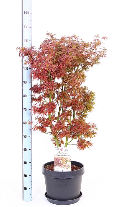 <h4>ACER PA JER SCHWARTZ</h4>