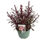 Gaura Gaudi Light Pink