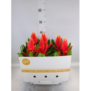 Vriesea  'Intenso Peach'